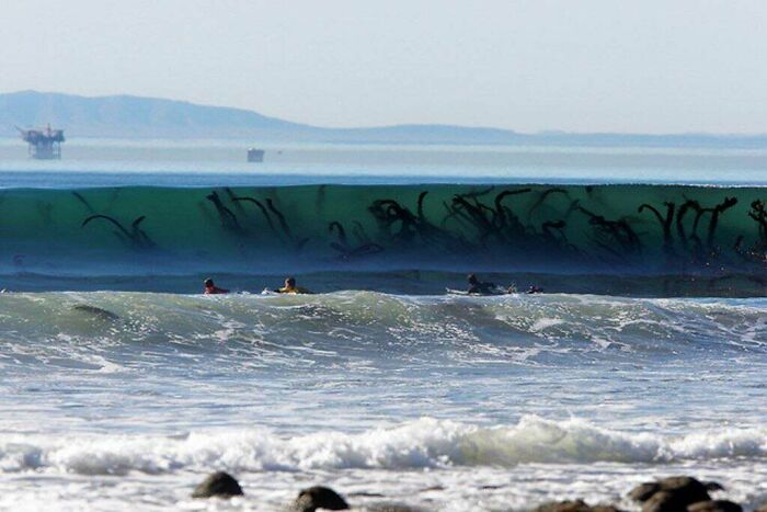 Estas algas a través del agua clara