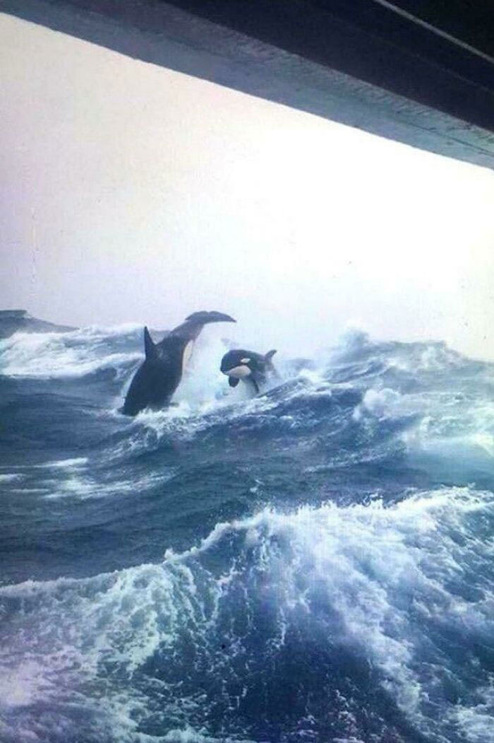 Orcas sobre las olas
