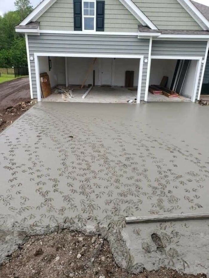 Una cuadrilla de entrada estaba vertiendo hormigón en una nueva casa junto a un estanque de patos. Se fueron a almorzar y al volver se encontraron con esto
