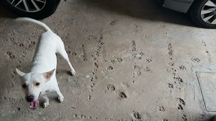 El garaje de mi madre está siendo renovado. Creo que es bastante obvio que tienen 3 perros
