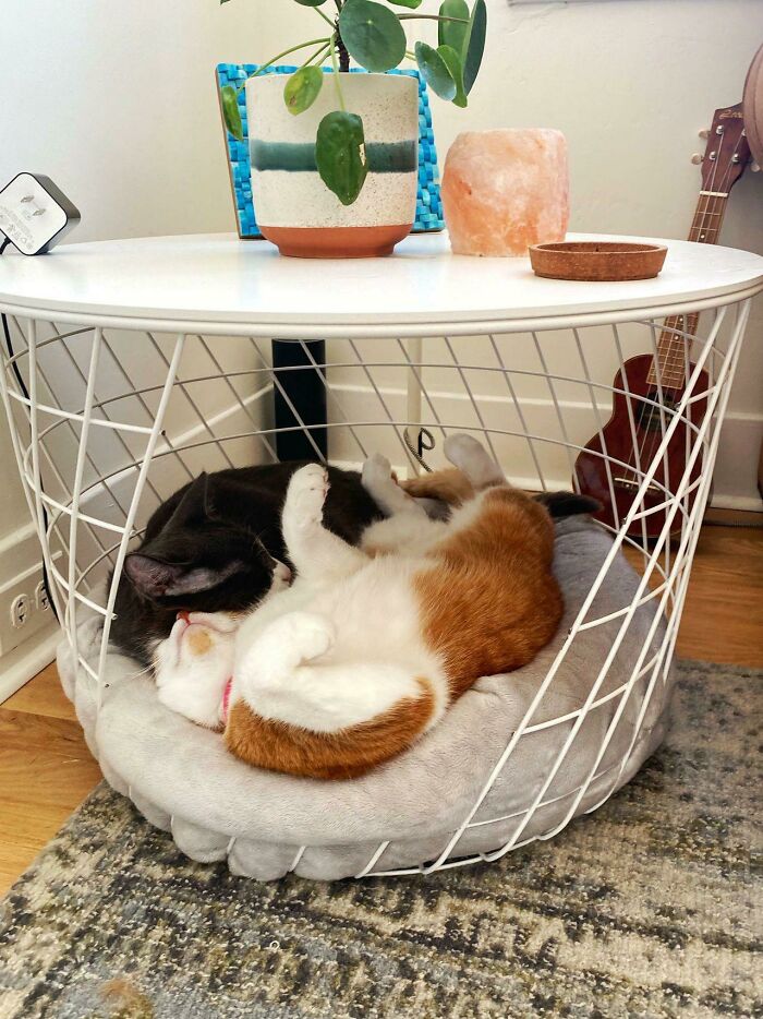 Transformé esta mesa de Kvistbro en una linda cama para mi perro (y gatos)