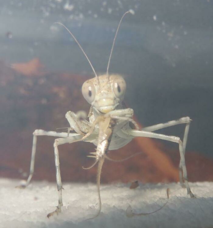 Mantis del desierto que parece salida de disney