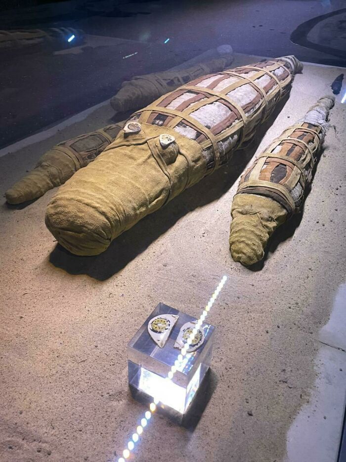 Mi hermano fue a Egipto y vio unos cocodrilos momificados
