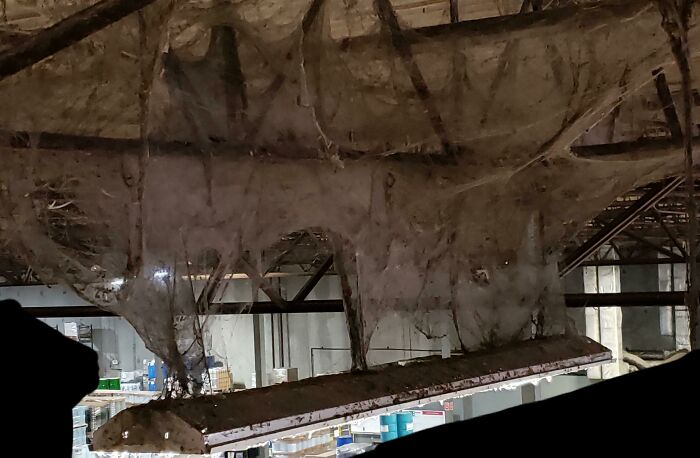 Una terrorífica telaraña que vi encima de una luminaria en una obra hoy