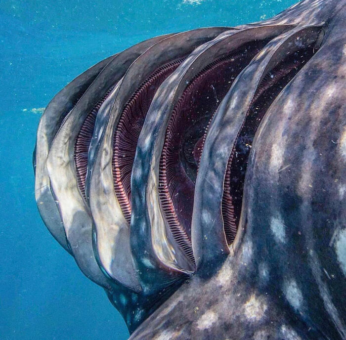 Agallas de tiburón