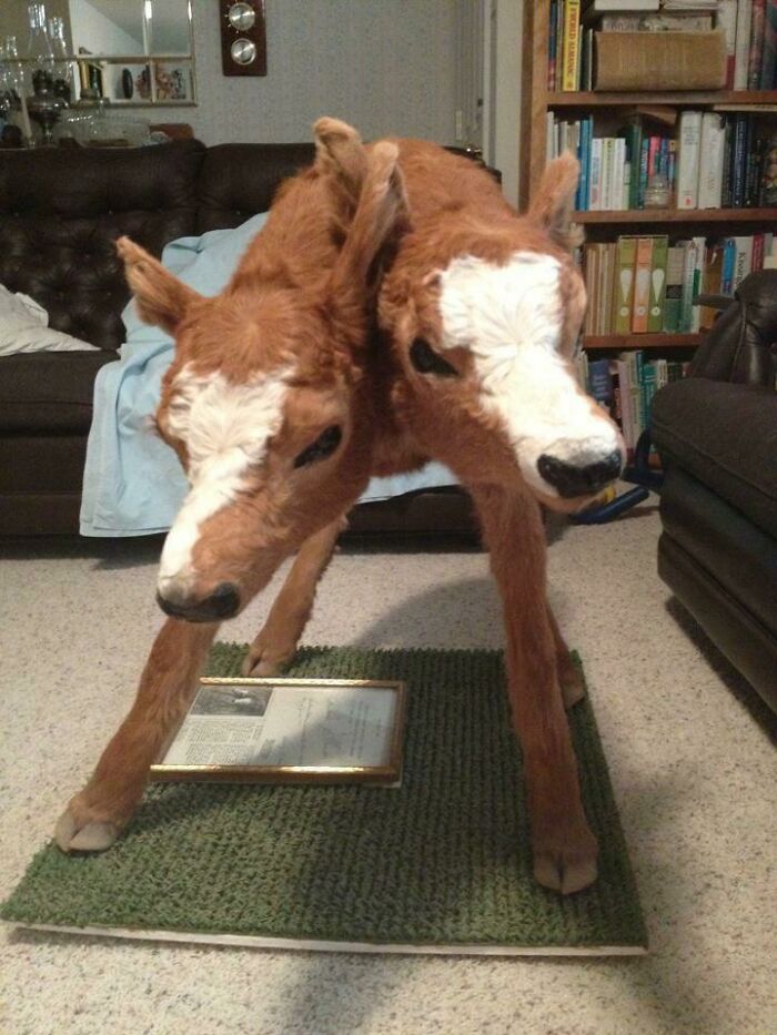 Una de las vacas de mi abuelo (es ganadero) dio a luz a este bicéfalo en la década de 1980. El ternero vivió menos de diez minutos, pero no temas. El abuelo lo llevó a un taxidermista