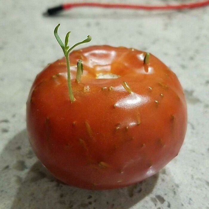 Semillas germinando en un tomate