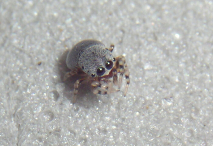 La araña cachorro centroamericana mide solo 2 mm