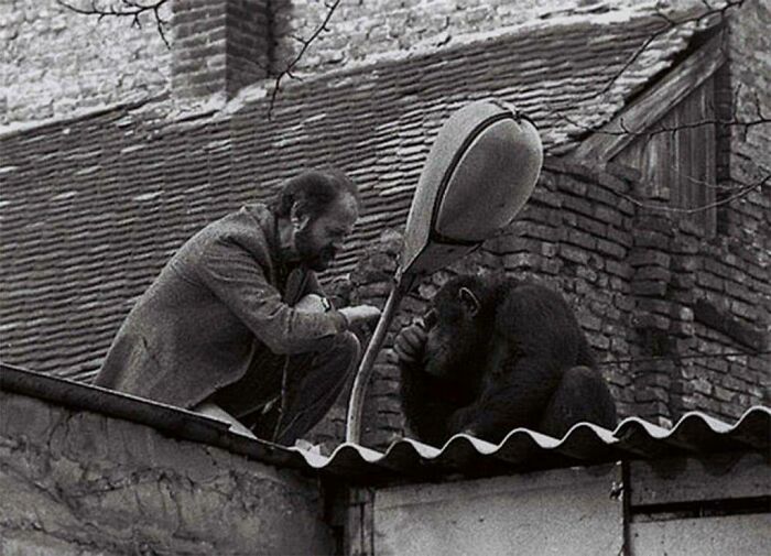 Negociación entre el director del zoológico y un chimpancé fugitivo. Belgrado, Yugoslavia, 1988