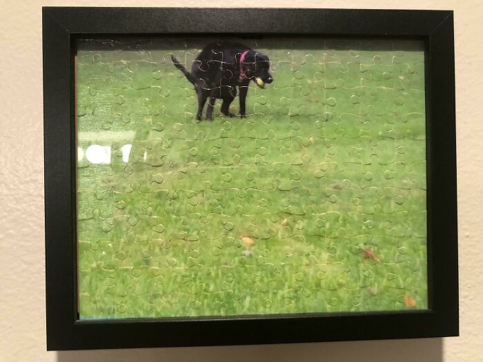 He convertido una foto de mi labrador haciendo caca en un puzzle y se lo he regalado a mi padre por Navidad en el amigo invisible