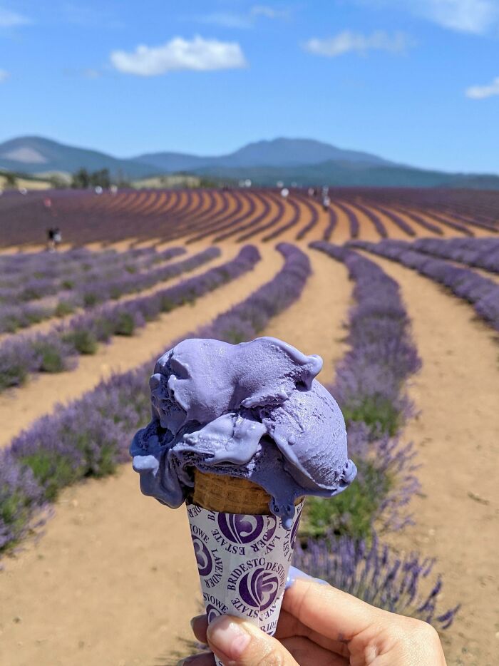 Helado de lavanda en la mayor cultivo de lavanda de Australia