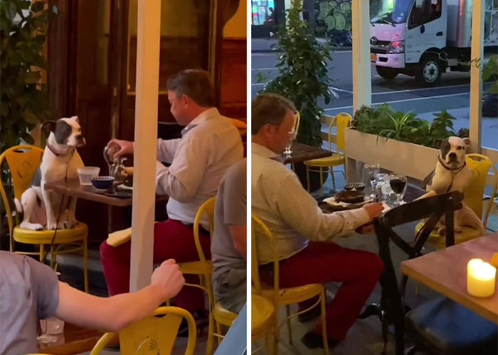 3,8 Millones de personas adoran este video de un hombre que tiene la cena más dulce con su perro
