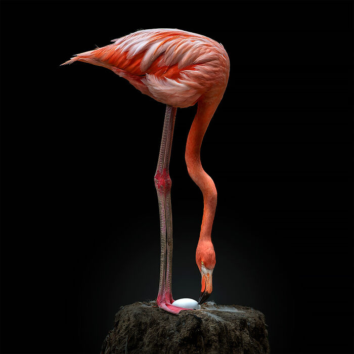Anidar © Pedro Jarque Krebs