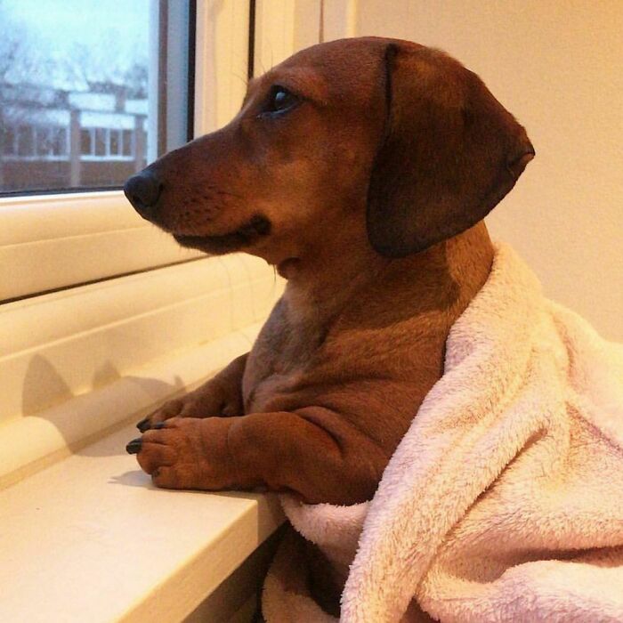 50 Reasons Why Dogs Are Better Than Cats, And Here Are The Pics And Memes To Prove It