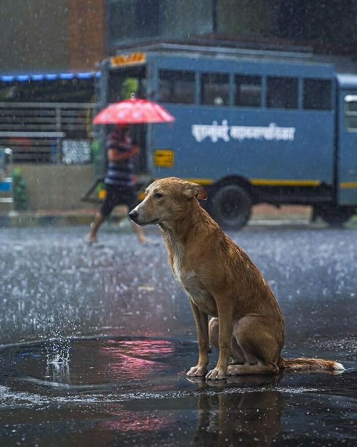 Here Are The 30 Most Jaw-Dropping Animal Photos, As Shared By "The Decisive Moments Magazine"