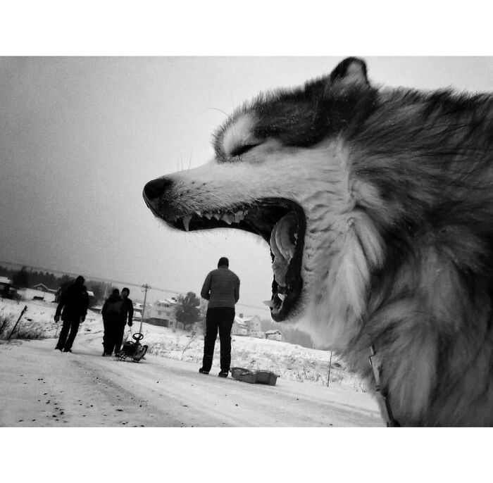 Here Are The 30 Most Jaw-Dropping Animal Photos, As Shared By "The Decisive Moments Magazine"