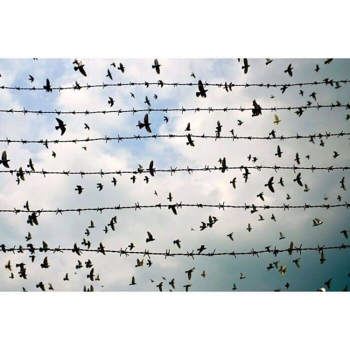 Here Are The 30 Most Jaw-Dropping Animal Photos, As Shared By "The Decisive Moments Magazine"