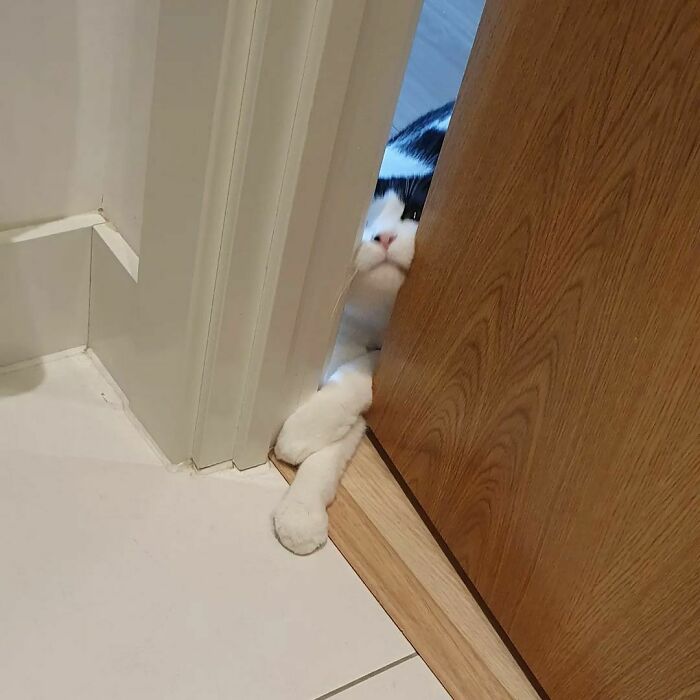 Mamá, ¿cómo te atreves a ir al baño sin mí? 