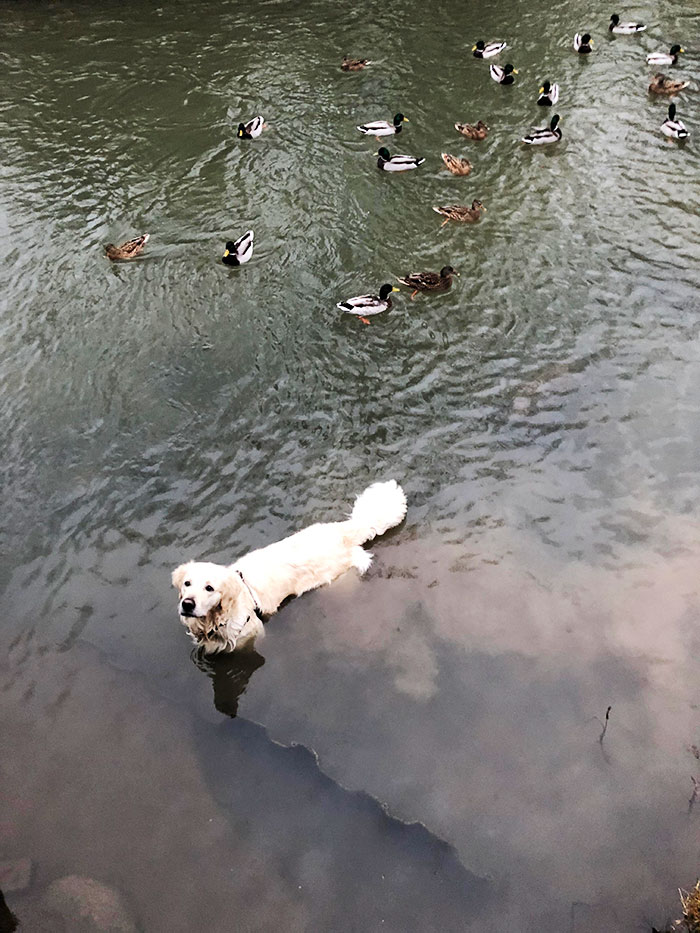 Nos vio alimentando a los patos y se hizo pasar por uno