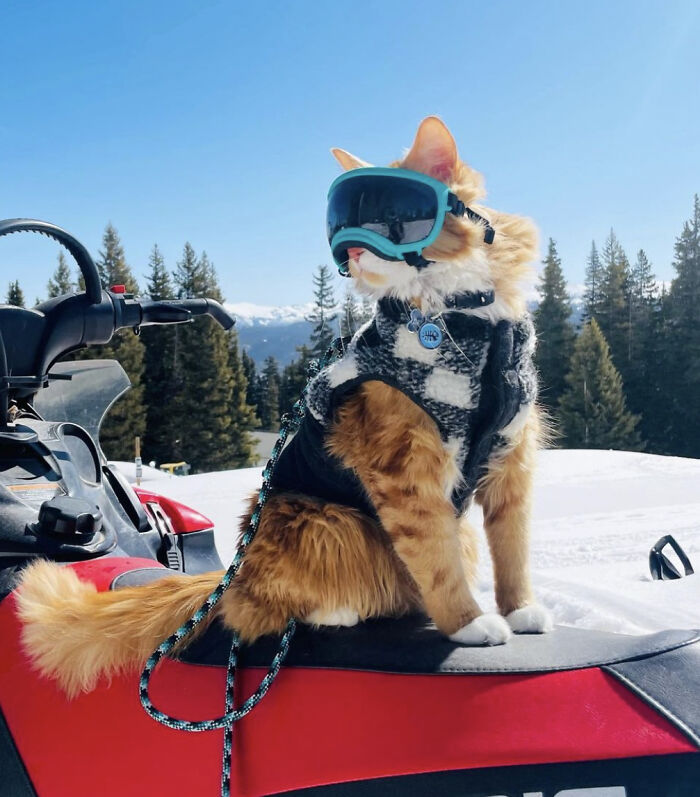 A este gato naranja le encanta vivir todo tipo de aventuras y hacer sonreír a todos los que conoce