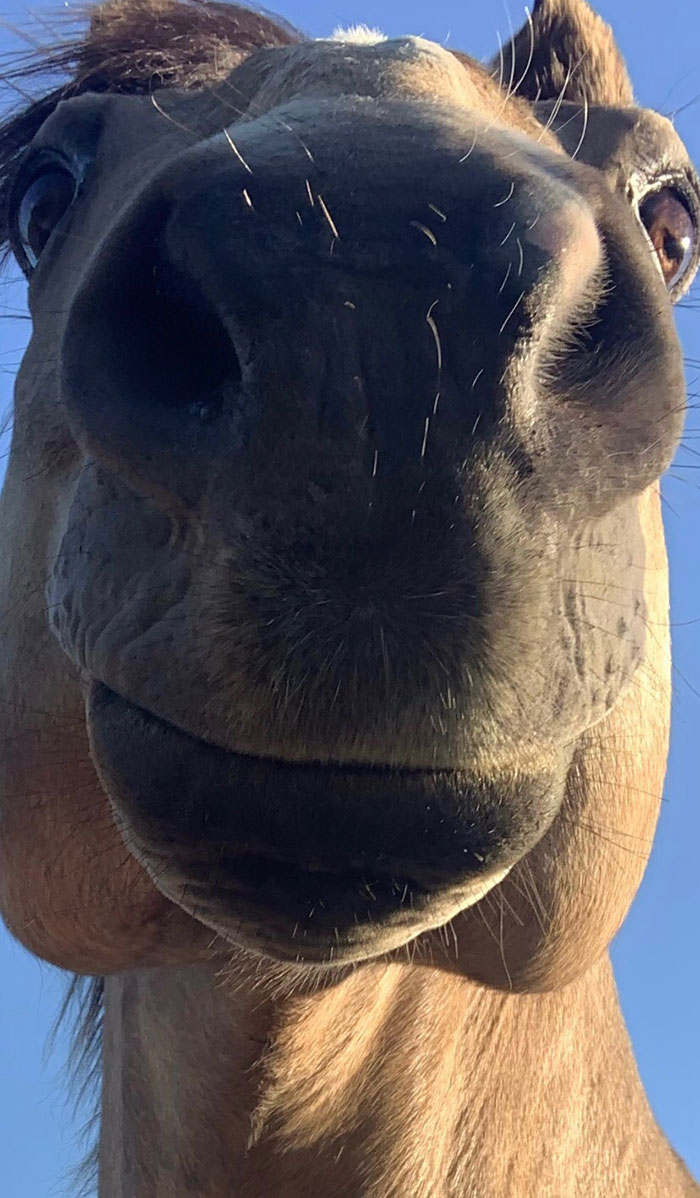 Obie, el caballo de mi hermana. Su nombre completo es Obie Wan Kenobi y, aparentemente, es mitad jirafa
