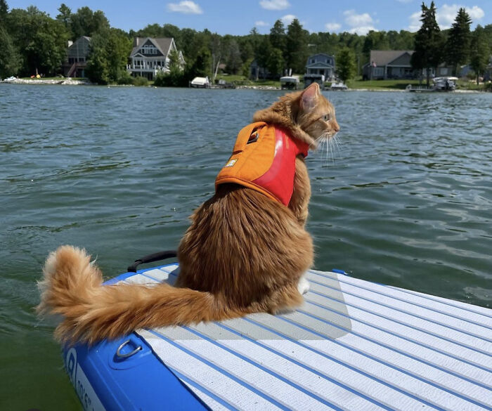 A este gato naranja le encanta vivir todo tipo de aventuras y hacer sonreír a todos los que conoce