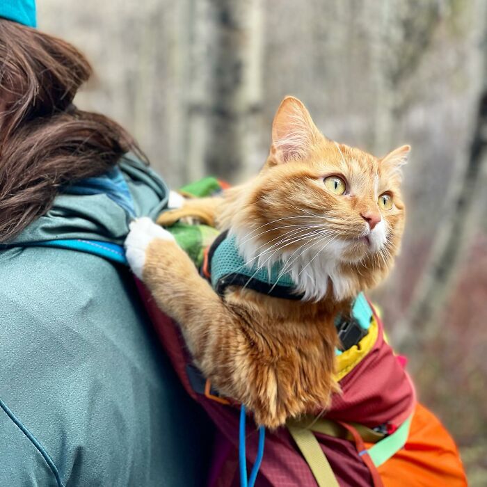 A este gato naranja le encanta vivir todo tipo de aventuras y hacer sonreír a todos los que conoce
