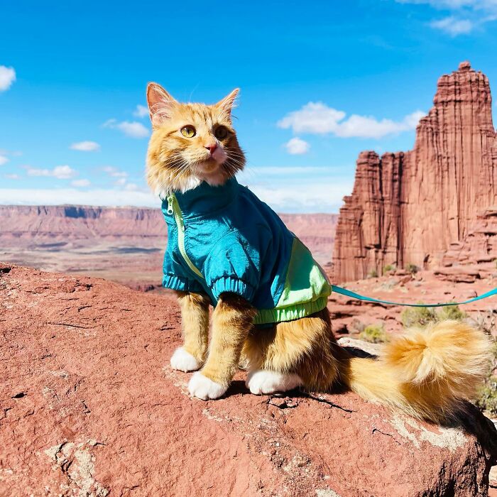 A este gato naranja le encanta vivir todo tipo de aventuras y hacer sonreír a todos los que conoce