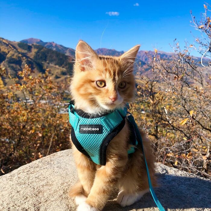 A este gato naranja le encanta vivir todo tipo de aventuras y hacer sonreír a todos los que conoce