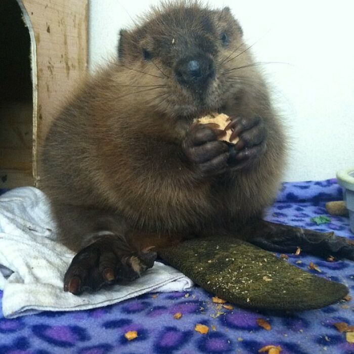 Esta es Beatrice, mi nueva amiga
