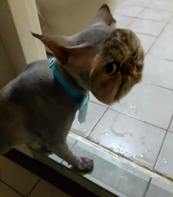 Este gato totalmente afeitado... Excepto la cara