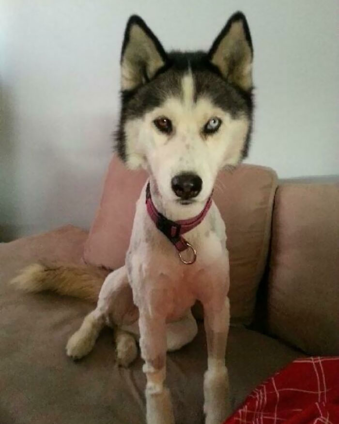 El Husky de mi amigo después de la tercera vez que tuvo que ser afeitado por una garrapata. Ahora se niega a tomar las golosinas del veterinario