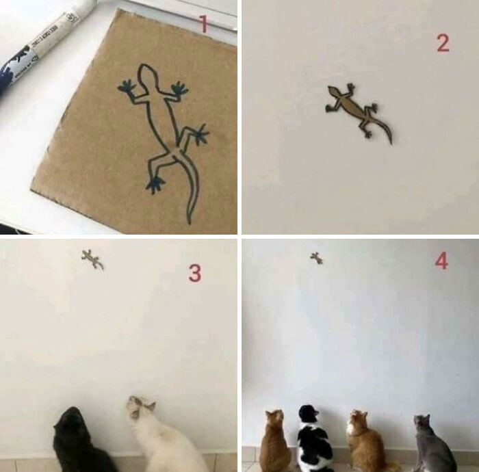 Una forma poco convencional de atrapar felinos