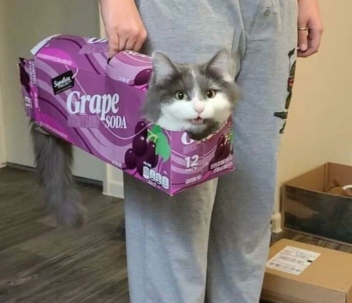 No es mi gato pero es una trampa muy bien ejecutada
