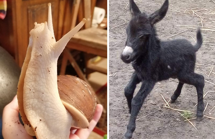 35 Fotos de mascotas totalmente adorables compartidas por la comunidad de Bored Panda