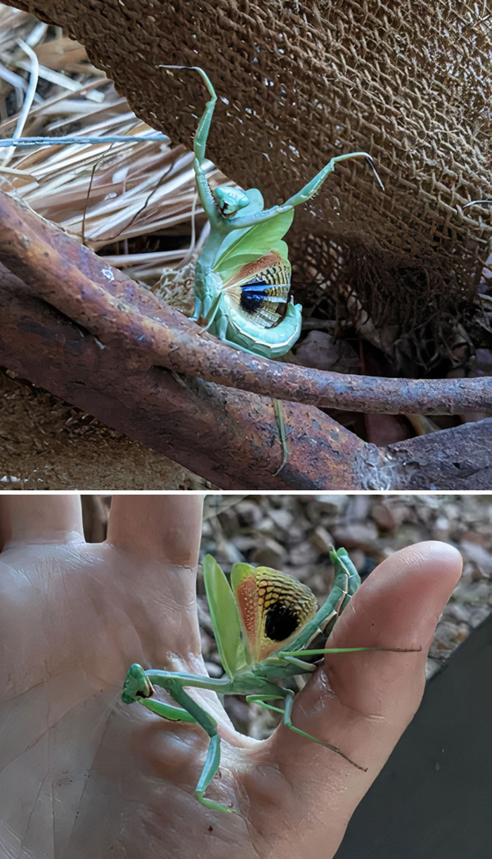 La encontré peleando contra mi gato y la aparté de allí