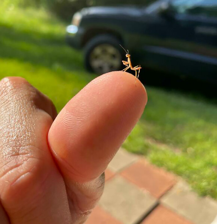 Parece una cría de mantis religiosa