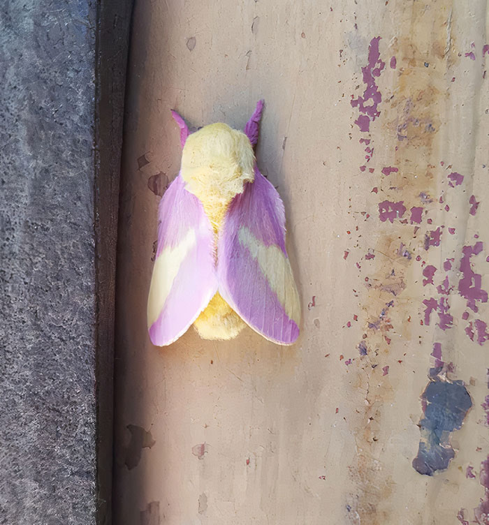 Esta polilla