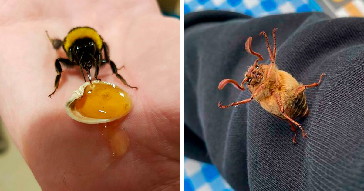 25 Bichos tan bonitos como adorables que quizá no hayas visto