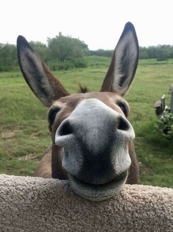 Un burro y su dulce sonrisa