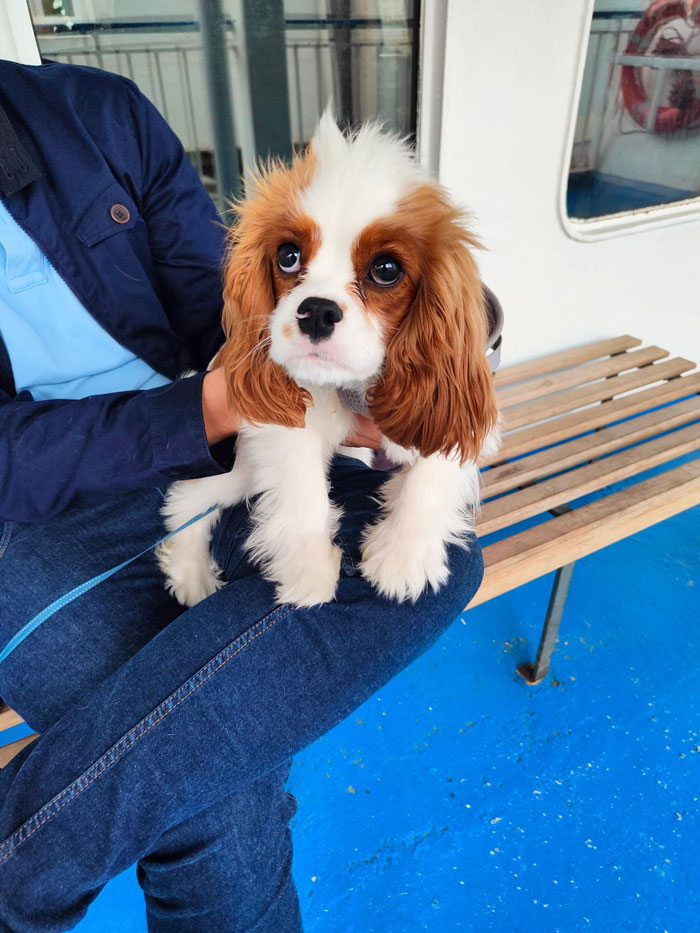 Conocí a Ollie en un barco en Malta. Es un lamedor de manos en serie