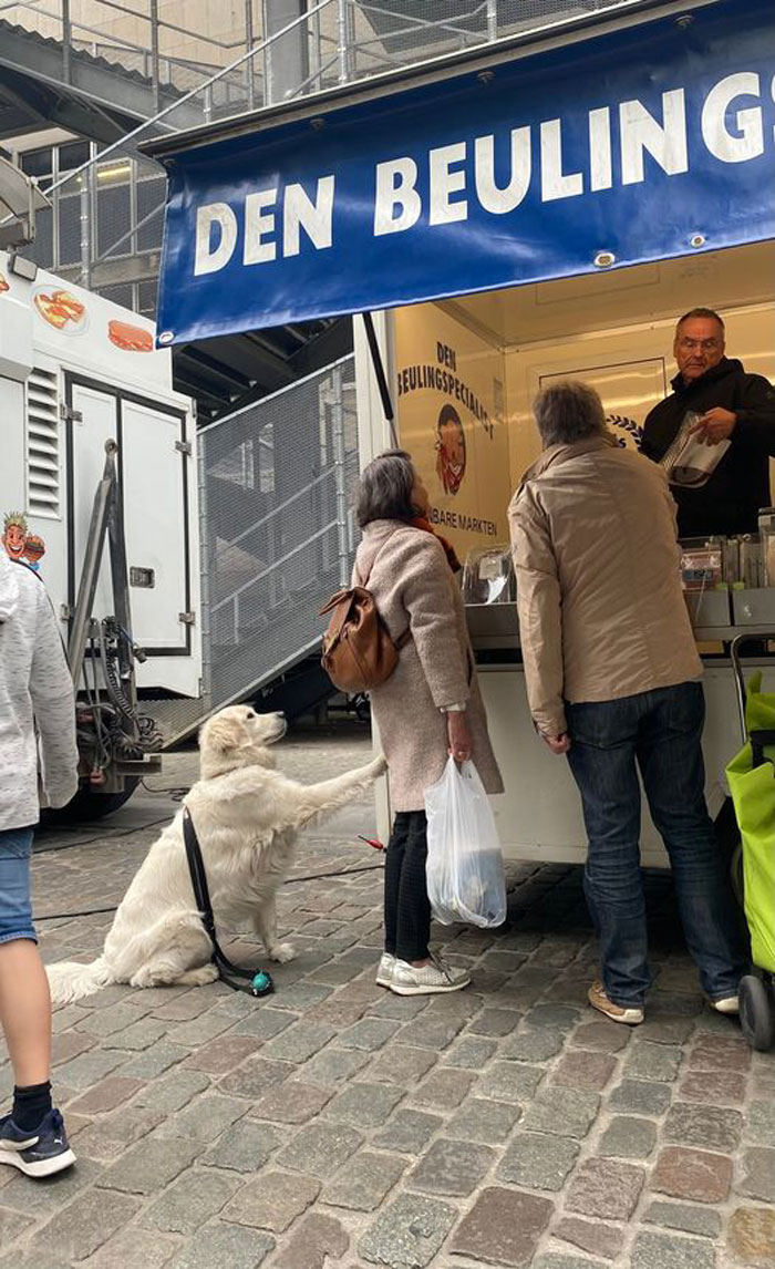 Un buen chico que se ha cansado de esperar en el puesto de carne, visto en Amberes, Bélgica