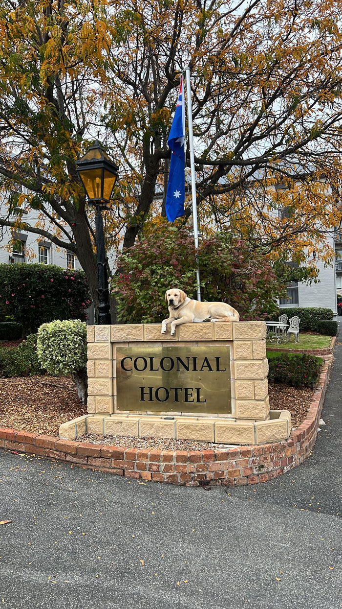 Conoced a Lincoln, que se parece a su padre, que también solía posarse sobre el cartel del Hotel Colonial