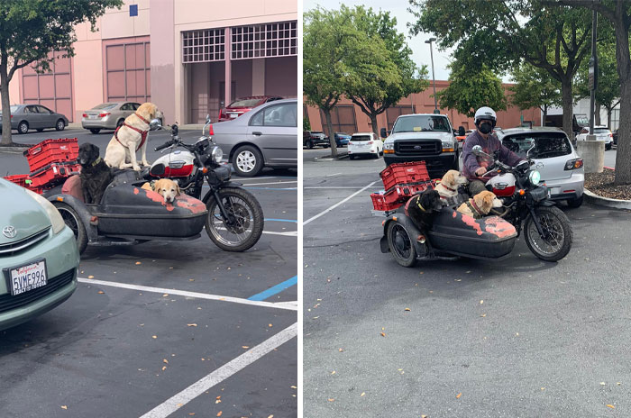 ¡A primera vista vi un labrador en una motocicleta. Un par de vistazos más y vi que había dos labradores más! Por lo visto eran, 3 generaciones... ¡la abuela, su hijo y luego el cachorro de su hijo! Ellos literalmente esperaban así al propietario para salir