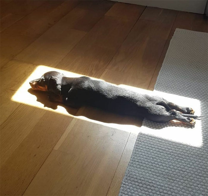 50 Reasons Why Dogs Are Better Than Cats, And Here Are The Pics And Memes To Prove It