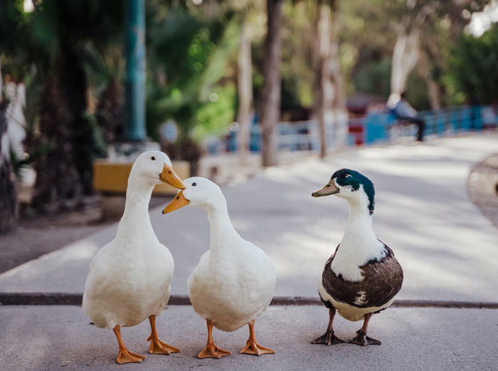 Patos en parque natural, imagen que acompaña datos muy informativos y curiosos sobre la naturaleza y animales.
