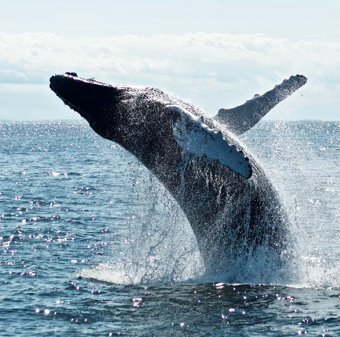 Ballena saltando en el océano durante un día soleado, mostrando el poder y belleza de datos muy informativos naturales.