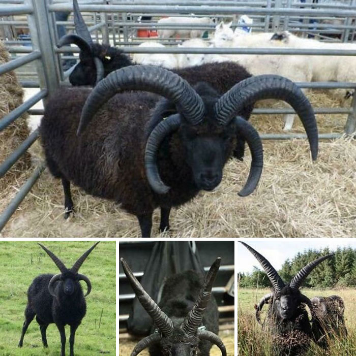 Ovejas de cuatro cuernos de las Hébridas. Se ven simplemente rudas