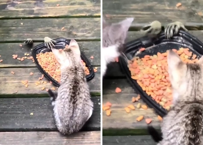 Mapaches tratando de alcanzar la comida del gato desde abajo de la mesa