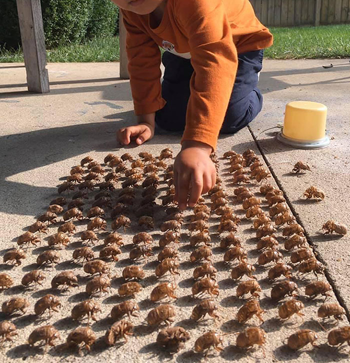 Este niño hizo un ejército con la piel de las cigarras